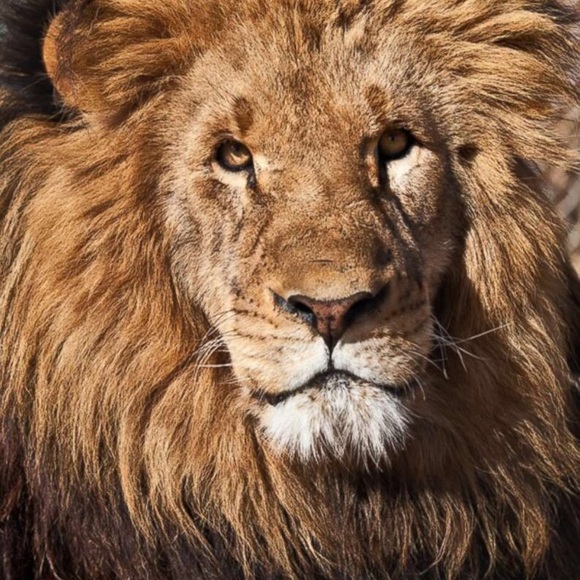 Meet your Posher, Mel - Picture 1 of 1